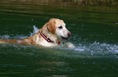 Hjärt- lungräddning hund